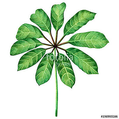 Watercolor painting green leaves,palm leaf isolated on white bac (bögre) - vászonkép, falikép otthonra és irodába