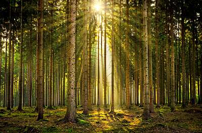 Napsugarak napsugarakban fényben elárasztott erdőben a ködben (fotótapéta) - vászonkép, falikép otthonra és irodába