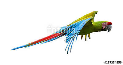 Zöld papagáj repül (keretezett kép) - vászonkép, falikép otthonra és irodába