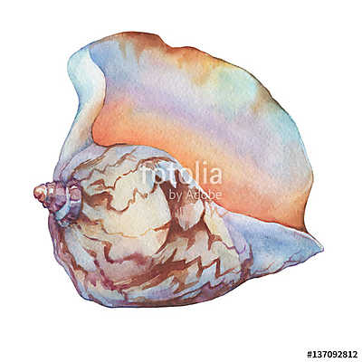 Illustrations of sea shells. Marine design. Hand drawn watercolo (poszter) - vászonkép, falikép otthonra és irodába