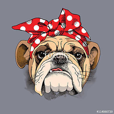 Bulldog portrait in a headband. Vector illustration. (poszter) - vászonkép, falikép otthonra és irodába