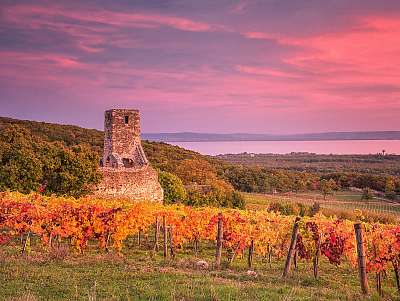 Balaton-felvidéki borászat naplementében (keretezett kép) - vászonkép, falikép otthonra és irodába