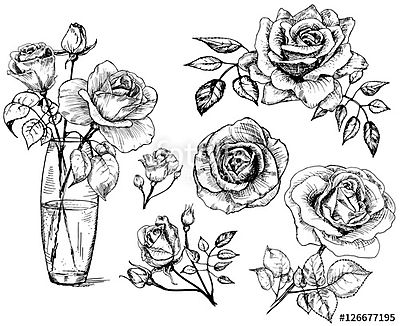 rózsák, gyűjtemény kézzel rajzolt rózsa, vektor (keretezett kép) - vászonkép, falikép otthonra és irodába