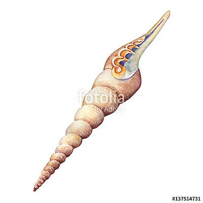 Illustrations of sea shells. Marine design. Hand drawn watercolo (többrészes kép) - vászonkép, falikép otthonra és irodába