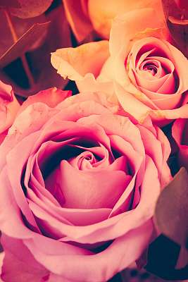 Fresh pink roses macro shot, summer flowers, vintage style (keretezett kép) - vászonkép, falikép otthonra és irodába