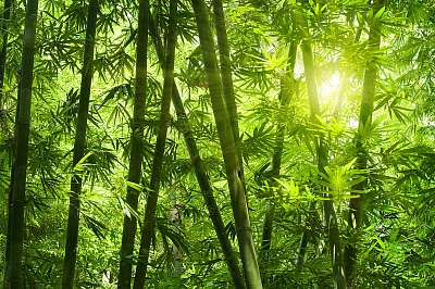 Bambusz erdő. (többrészes kép) - vászonkép, falikép otthonra és irodába
