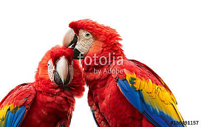 Ara papagáj pár (keretezett kép) - vászonkép, falikép otthonra és irodába