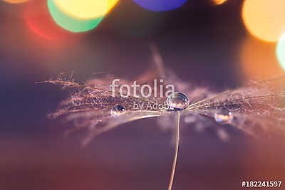 A dandelion seed with a drop of dew on a background with a color (fotótapéta) - vászonkép, falikép otthonra és irodába