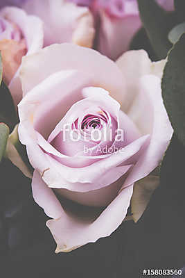Fresh pink roses macro shot, summer flowers, vintage style (bögre) - vászonkép, falikép otthonra és irodába