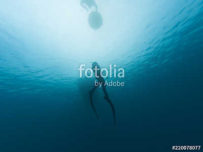 Freedivers in the sea (fotótapéta) - vászonkép, falikép otthonra és irodába