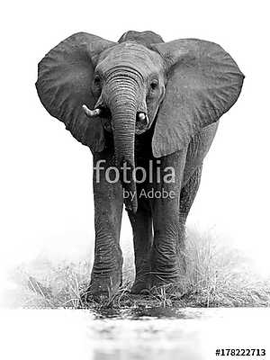Afrikai elefánt (bögre) - vászonkép, falikép otthonra és irodába