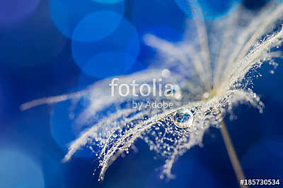 A lot of small drops and one big on a dandelion seed. Abstract m (fotótapéta) - vászonkép, falikép otthonra és irodába