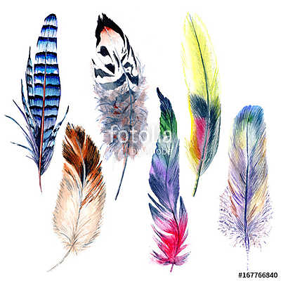 Watercolor bird feather pattern from wing. Aquarelle feather for (poszter) - vászonkép, falikép otthonra és irodába