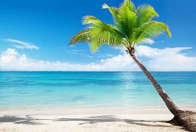 Caribbean sea and coconut palm (bögre) - vászonkép, falikép otthonra és irodába