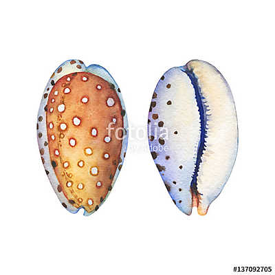 Illustrations of sea shells. Marine design. Hand drawn watercolo (fotótapéta) - vászonkép, falikép otthonra és irodába