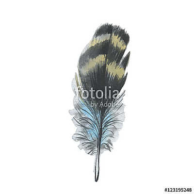 Watercolor bird feather from wing isolated. Aquarelle wild flowe (poszter) - vászonkép, falikép otthonra és irodába