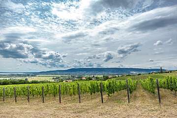 Szőlőtőkék a Balatonnál (bögre) - vászonkép, falikép otthonra és irodába