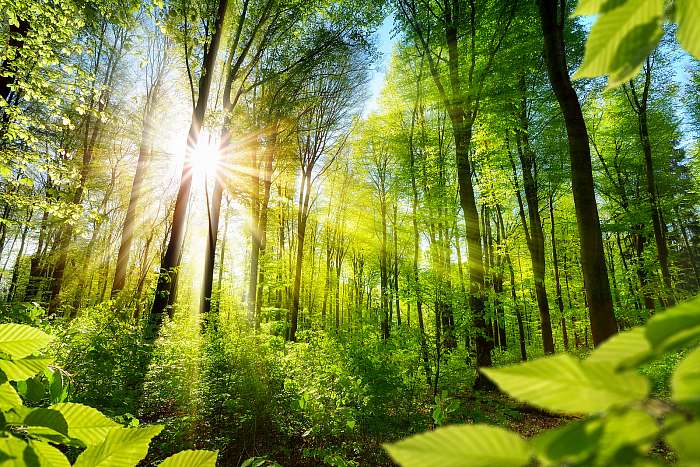 Napfényes lombos fák az erdőben, Partner Kollekció