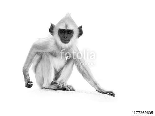 Langur majom fekete fehérben, Premium Kollekció