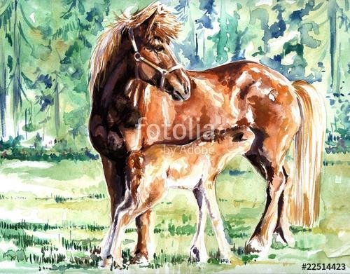 Ló és kicsinye (akvarell), Premium Kollekció