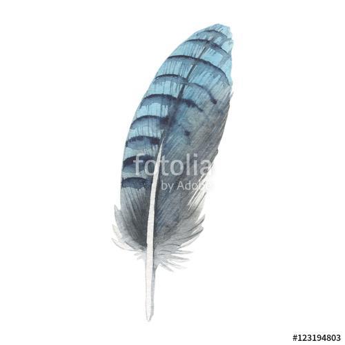 Watercolor bird feather from wing isolated. Aquarelle wild flowe, Premium Kollekció