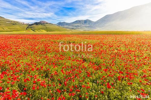 Virágzás a Piano Grande-ban Castelluccio-val, Umbria, Olaszorszá, Premium Kollekció