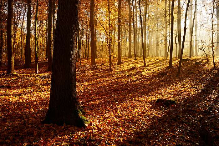 Őszi erdő a napsugarak által a ködön keresztül, Leafs Changin, Premium Kollekció