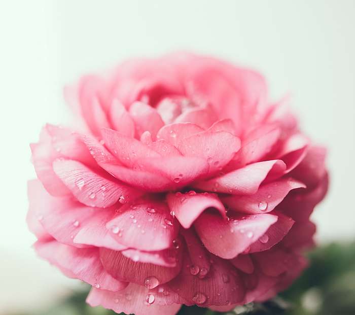 pink buttercup flower, Premium Kollekció