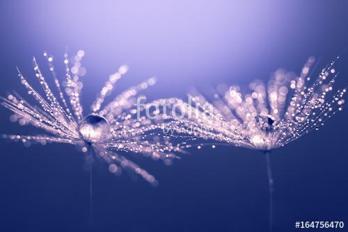 Abstract macro of a dandelion. Water drops on a dandelion. Spark, Premium Kollekció