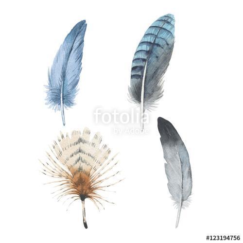 Watercolor bird feather from wing isolated. Aquarelle wild flowe, Premium Kollekció