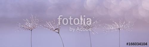 Dandelion with drops of rain or dew on a beautiful lilac backgro, Premium Kollekció