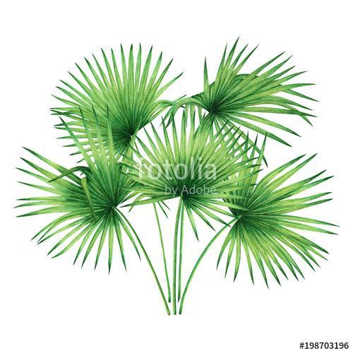 Watercolor painting tree coconut,palm leaf,green leave isolated , Premium Kollekció