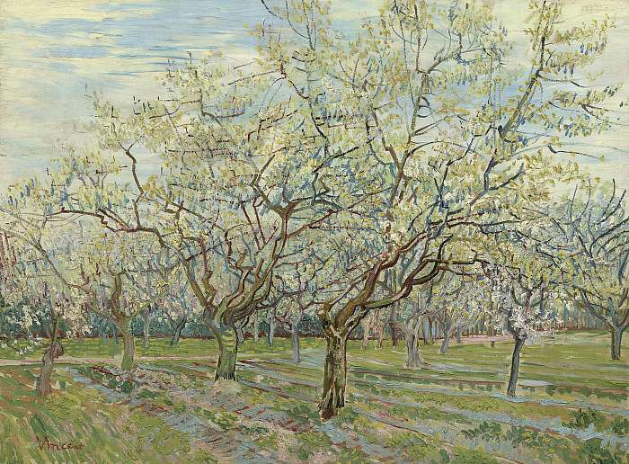 Fehér gyümölcsös, Vincent Van Gogh