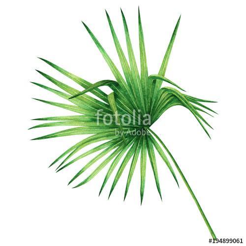 Watercolor painting coconut,palm leaf,green leave isolated on wh, Premium Kollekció