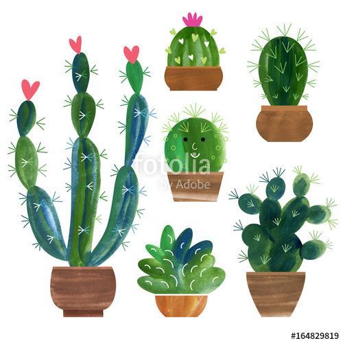 Kaktuszgyűjtemény, Premium Kollekció