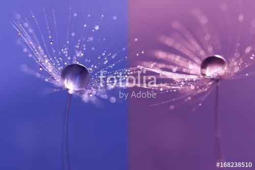 Dandelions with dew drops on a double backdrop . Macro of a dand, Premium Kollekció