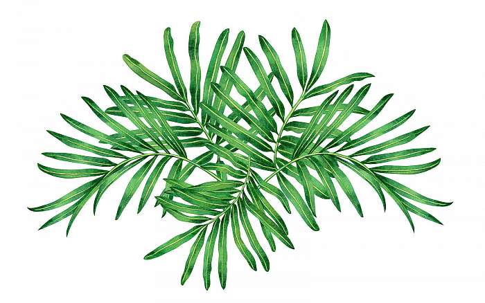 Watercolor painting fern,tropical,green leaves,palm leaf isolate, Premium Kollekció