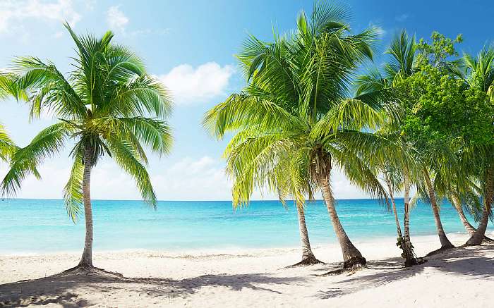 Caribbean sea and coconut palms, Premium Kollekció