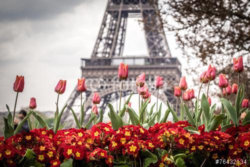 Tulipánok és Eiffel-torony, Premium Kollekció