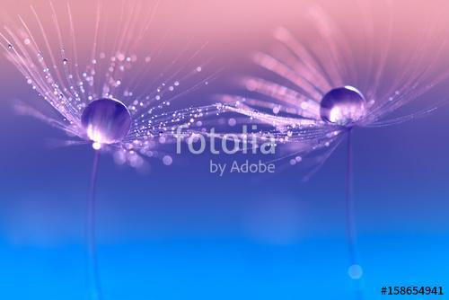 Dandelion with drops of water in a beautiful tonality. Macro of , Premium Kollekció