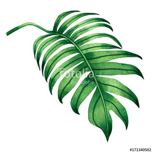 Watercolor painting fern green leaves,palm leaf isolated on whit, Premium Kollekció