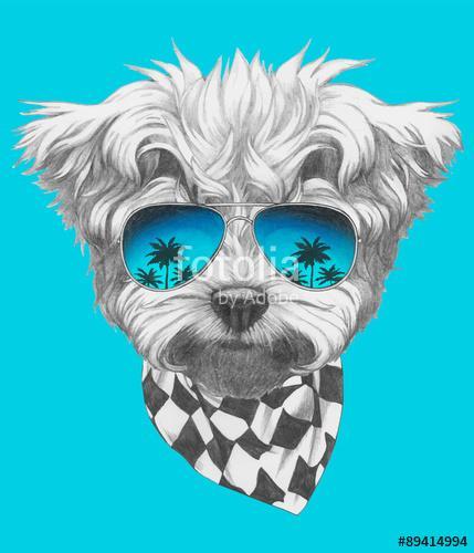 Portrait of Maltese Poodle with mirror sunglasses and scarf. Vec, Premium Kollekció