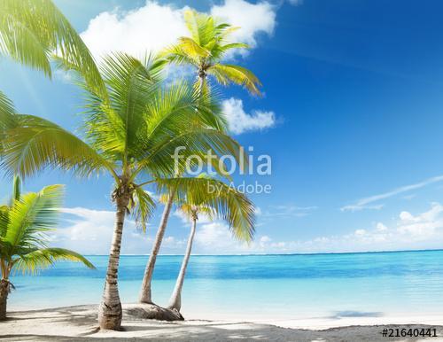 Caribbean sea and coconut palms, Premium Kollekció
