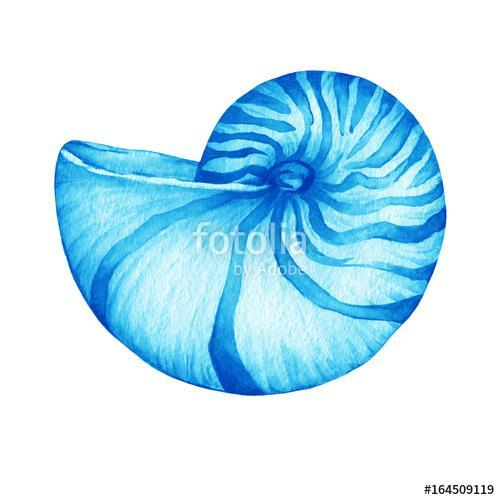 Illustrations of blue nautilus sea shell. Marine design. Hand dr, Premium Kollekció