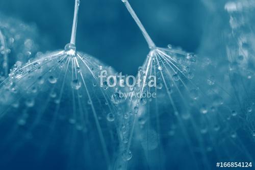 Seeds of dandelion close-up with drops of water in blue., Premium Kollekció
