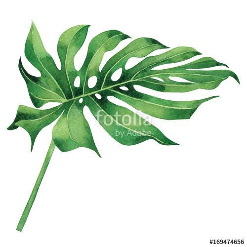 Watercolor painting tropical,palm leaf,green leaves isolated on , Premium Kollekció