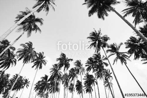 Coconut tree view in black and white with vintage effect., Premium Kollekció
