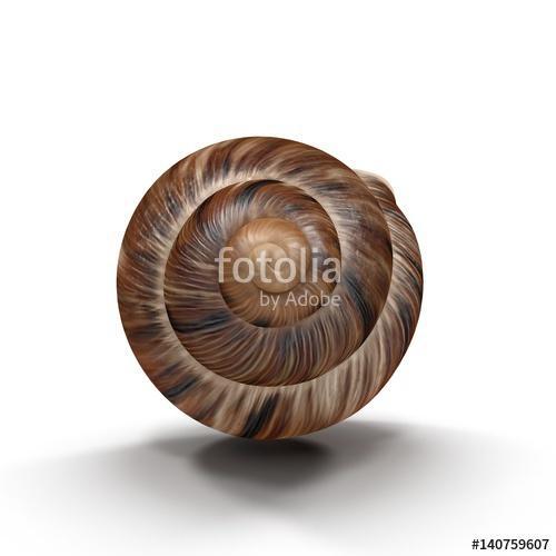 Marginata Shell on white. 3D illustration, Premium Kollekció