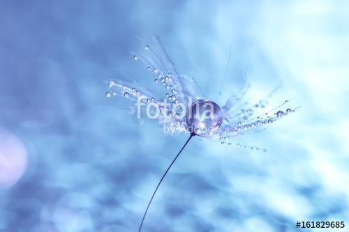 Macro of dandelion with water drops. Dandelion seeds on a beauti, Premium Kollekció