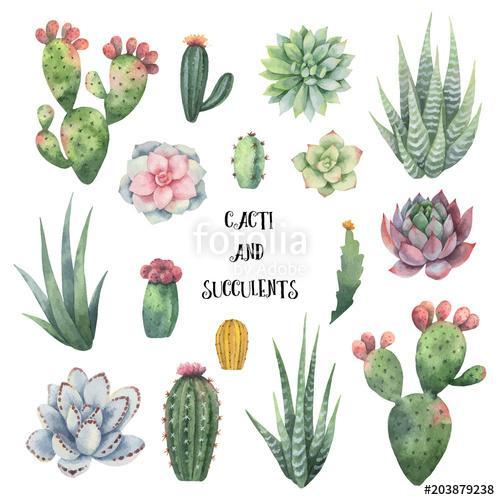 Watercolor vector set of cacti and succulent plants isolated on , Premium Kollekció